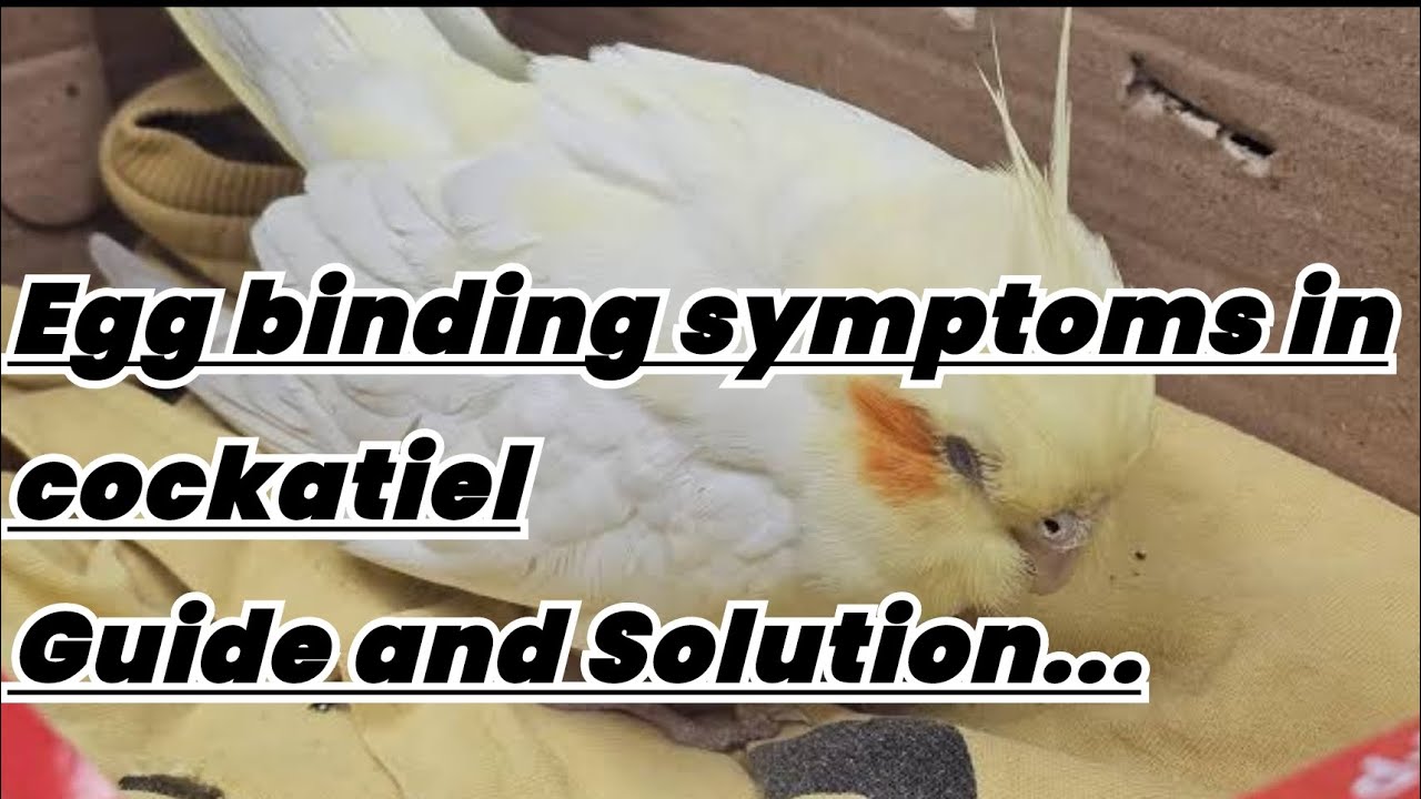 Egg binding symptoms in cockatiel | Cockatiel egg binding treatment | Egg binding in URDU | 2025 |