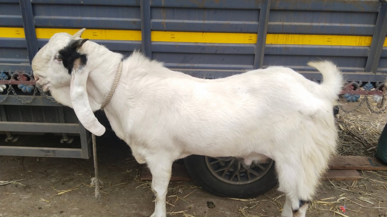 #chakan #bakra #mandi #चाकण #बकरी #बाजार 25 may #salivestock #goat #sheep #eiduladha #ytshorts#viral