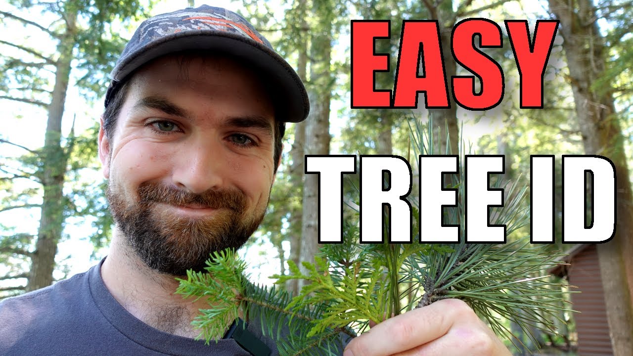 Identifying Northeastern Conifers by the Needles