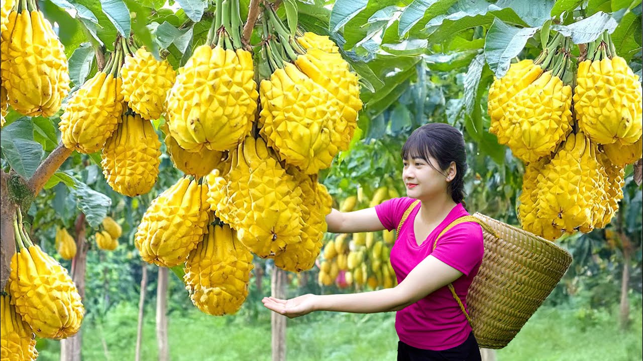 After a Hard Day’s Work! Harvesting Rare Golden Gai Mangoes & How to Cook Village Fish Curry