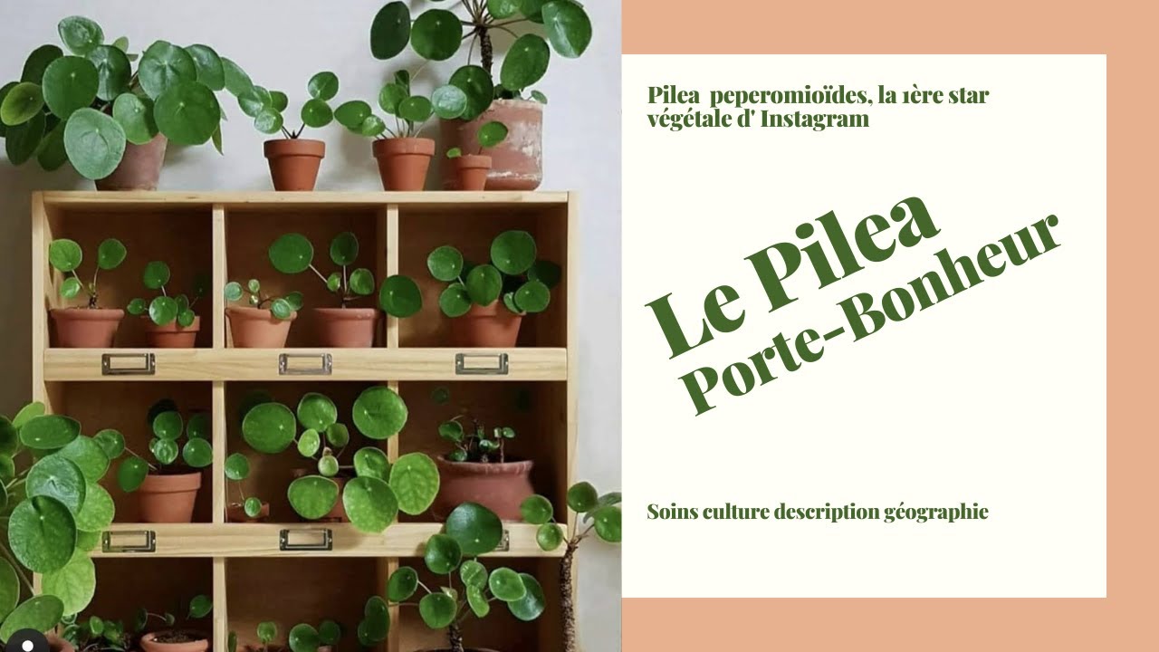 Pilea peperomioïdes