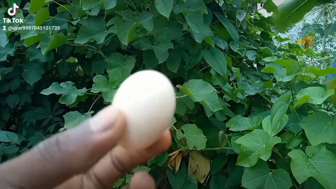 ASEJE ELEYIN ELEWE ABAMODA #spirituality #subscribe #america #health