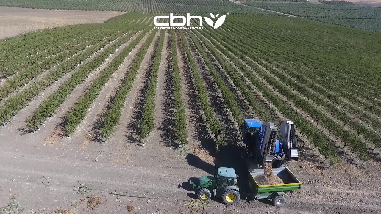 Recolección Almendras | Cosechando Plantaciones de Almendros en Superintensivos