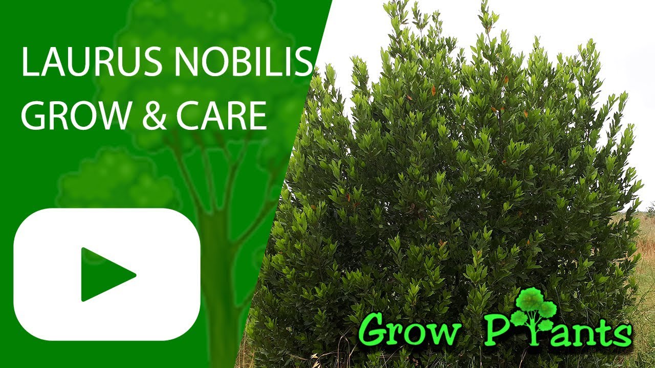Laurus nobilis - How to grow (Bay laurel)