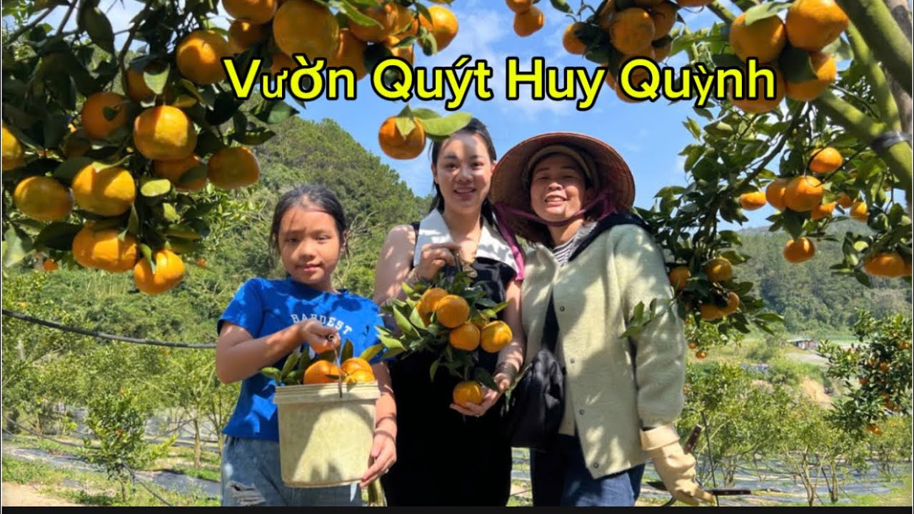 Trải Nghiệm Vườn Quýt Huy Quỳnh Siêu Trái 