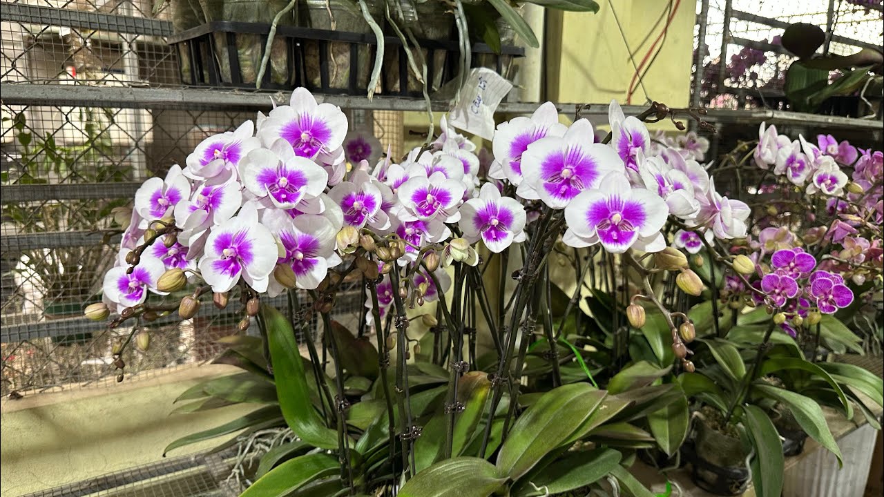SÁNG 2/2 thanh lý hoa lan cuối năm giá rẻ,các dòng hoa tết đủ loại..lh 0393998895/0966121377