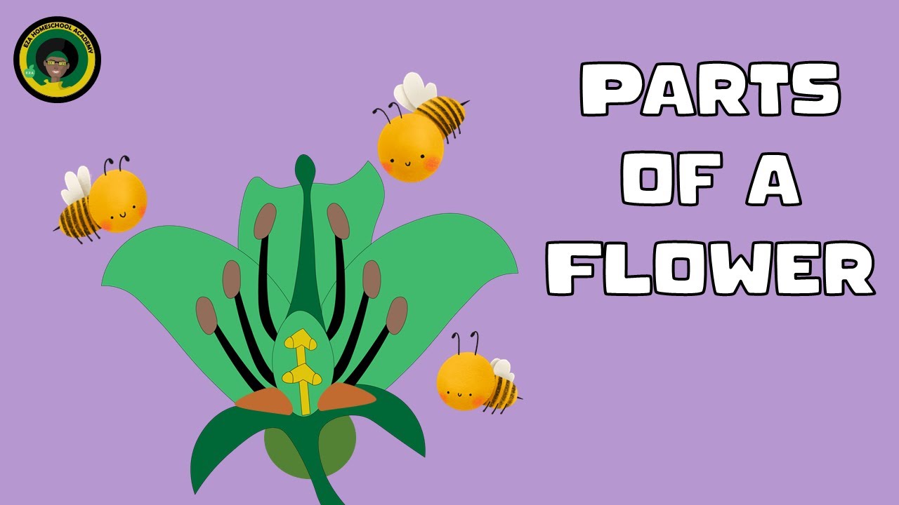 Flower Structures and Function || Parts of a Flower || Insect Pollinated Flowers #summerlearning