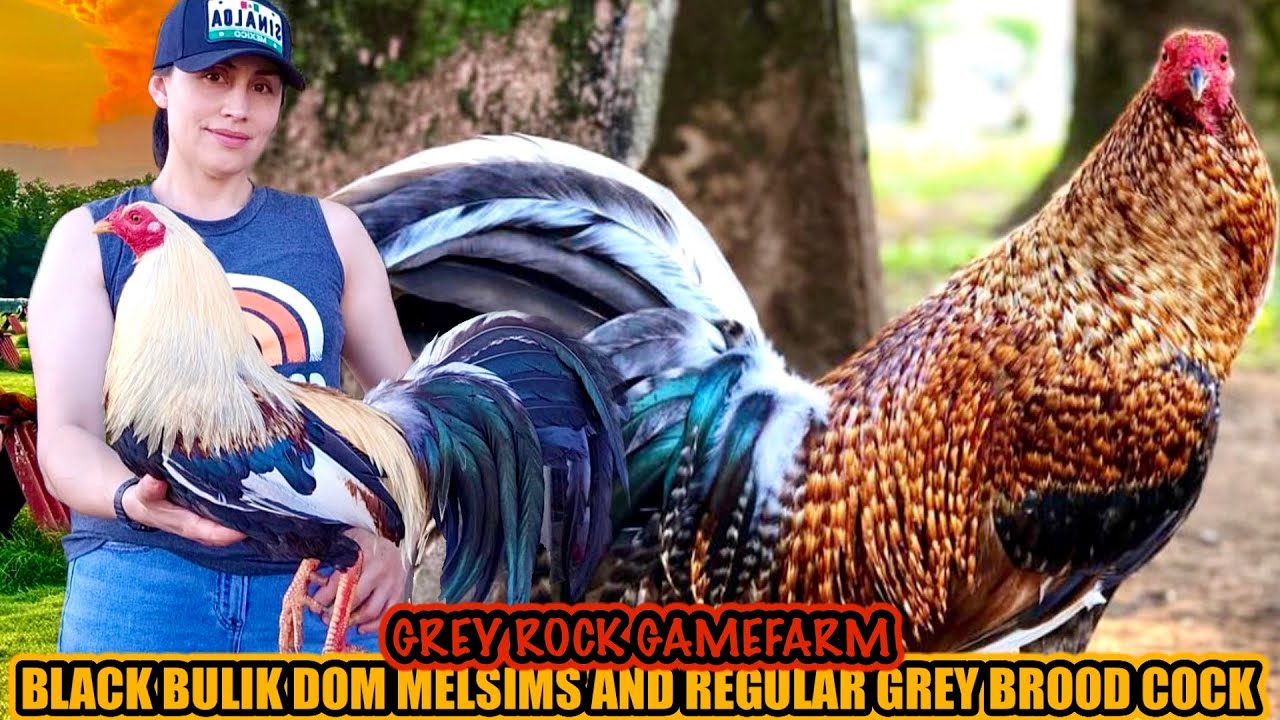 Black Bulik Dom Melsims And Regular Grey Brood Cock ~ GREY ROCK GAMEFARM