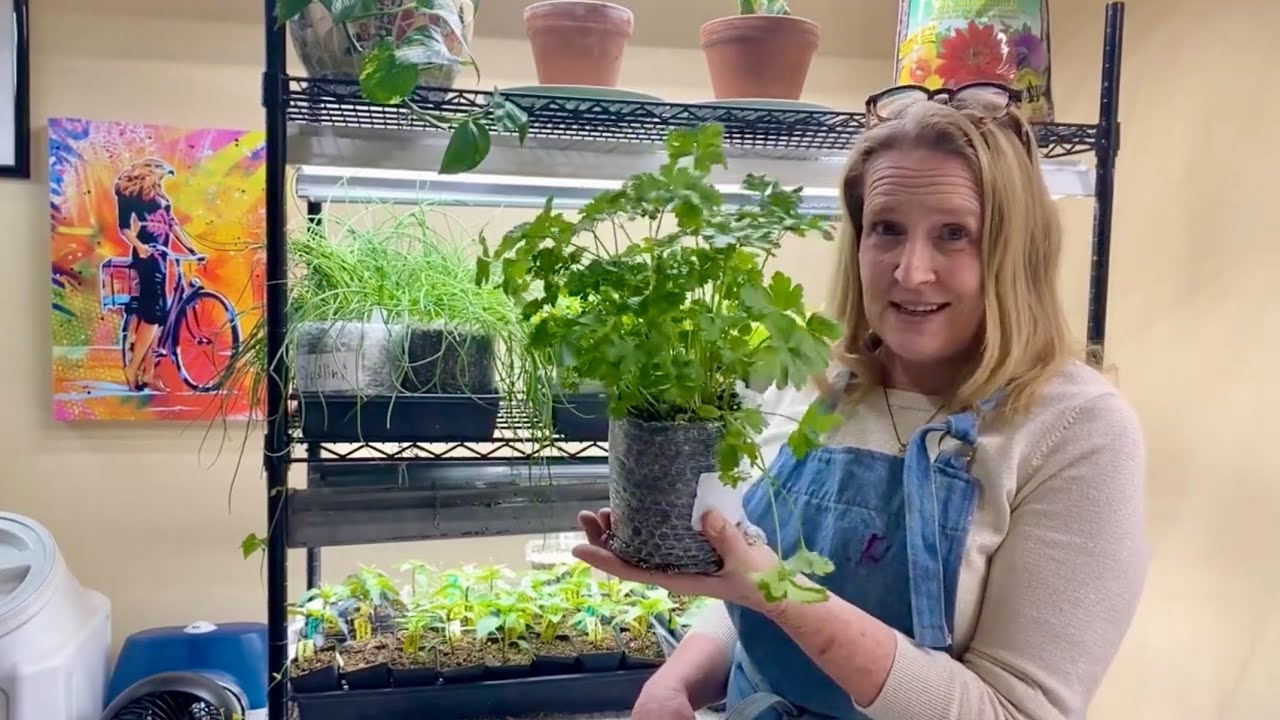 Seed Snail Roll Update and Grow Room Tour