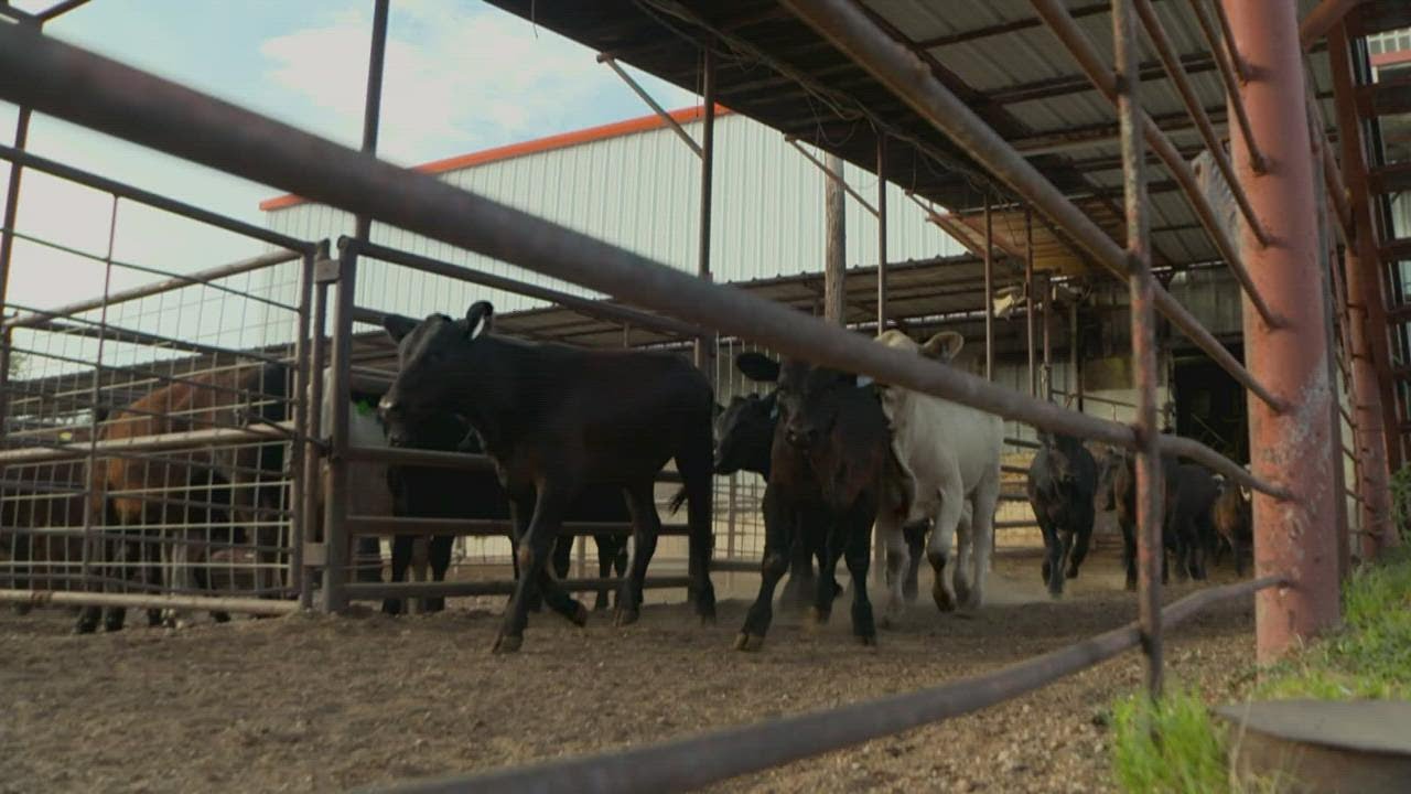 Texas ranchers rush to sell cattle amid drought