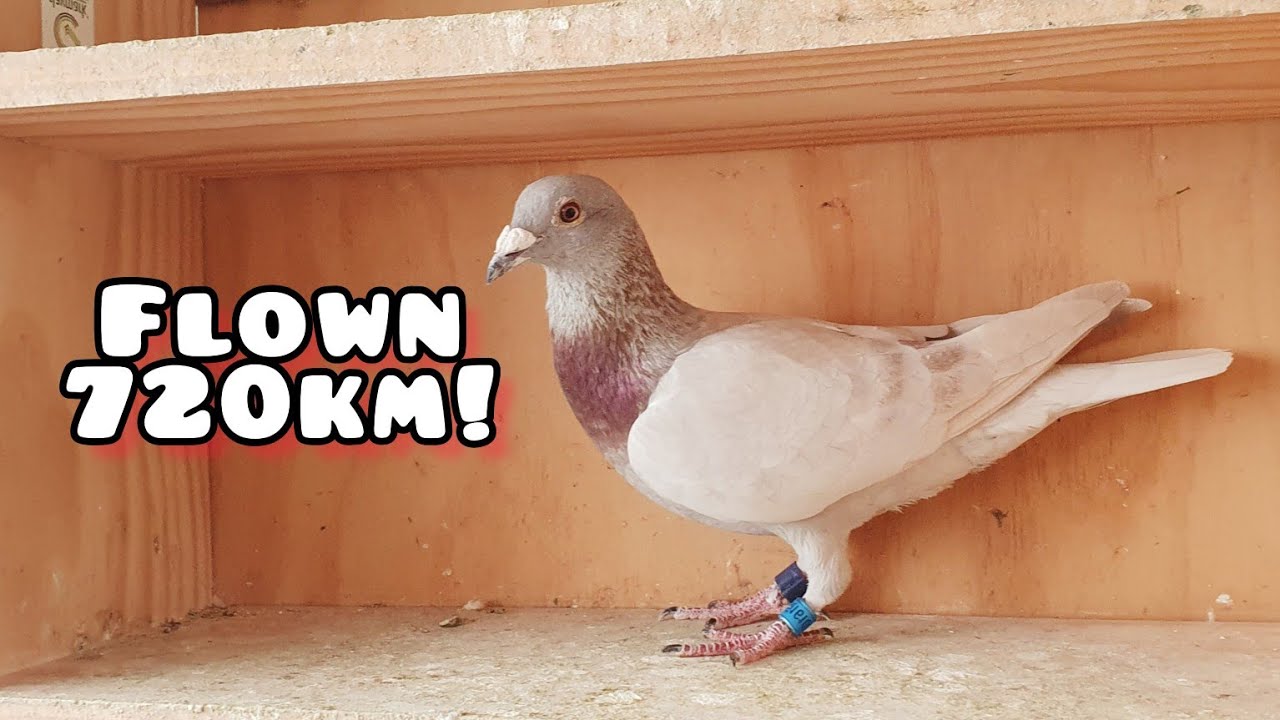 720km Pigeon Race - Sydney Australia