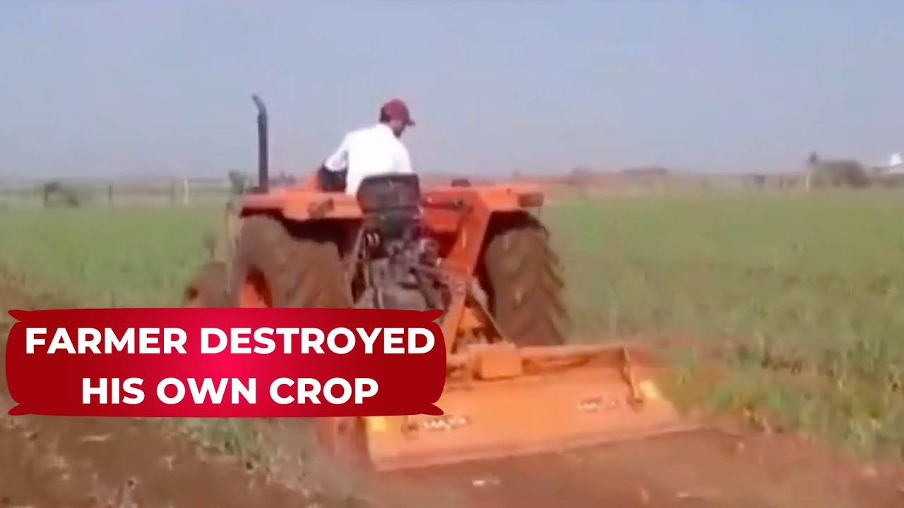 Fearing poor returns, onion cultivator in Nashik destroyed ready-to-harvest 200 quintals of crop