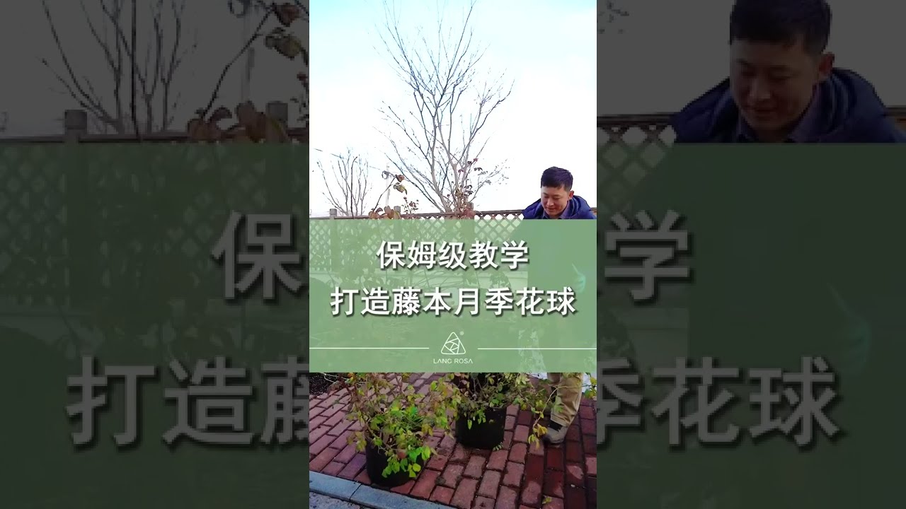 保姆级教学，怎样打造藤本月季花球【天狼说月季】