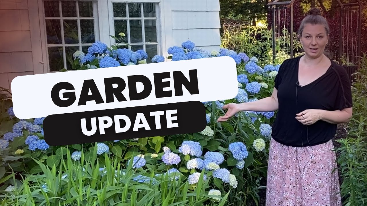 🌲 American Pillar Arborvitae Update ~ Garden Tour ~ Hydrangeas 🌲