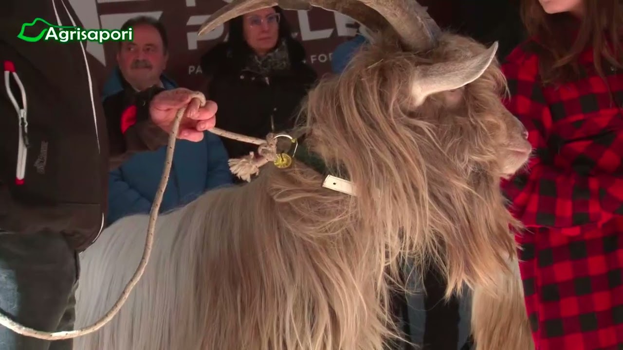 Agrisapori: Ardesio (BG) 24esima Fiera delle Capre e della 22esima dell’asinello di Ardesio