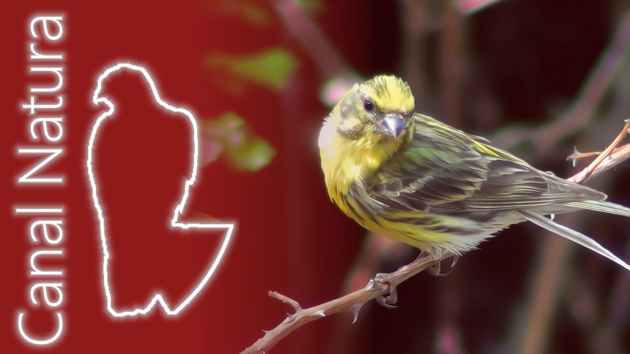 Serín verdecillo (Serinus serinus) European Serin 4K