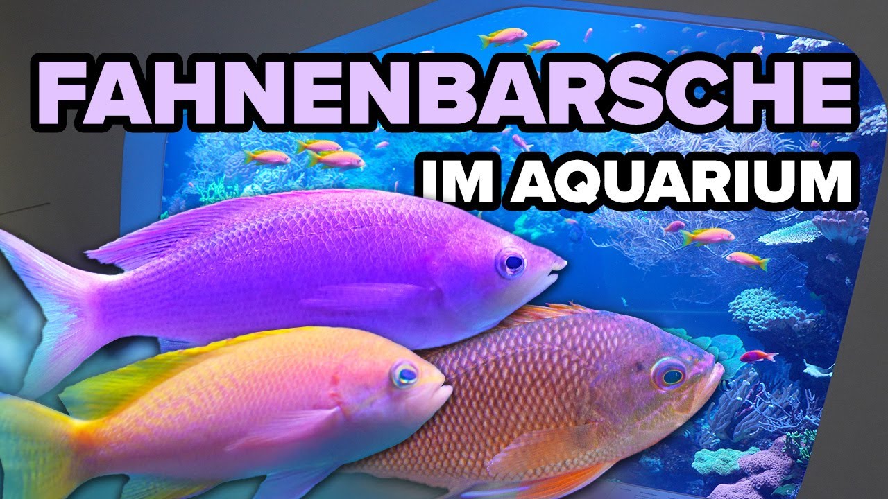 Fahnenbarsche IM AQUARUM? - Das solltest du wissen!