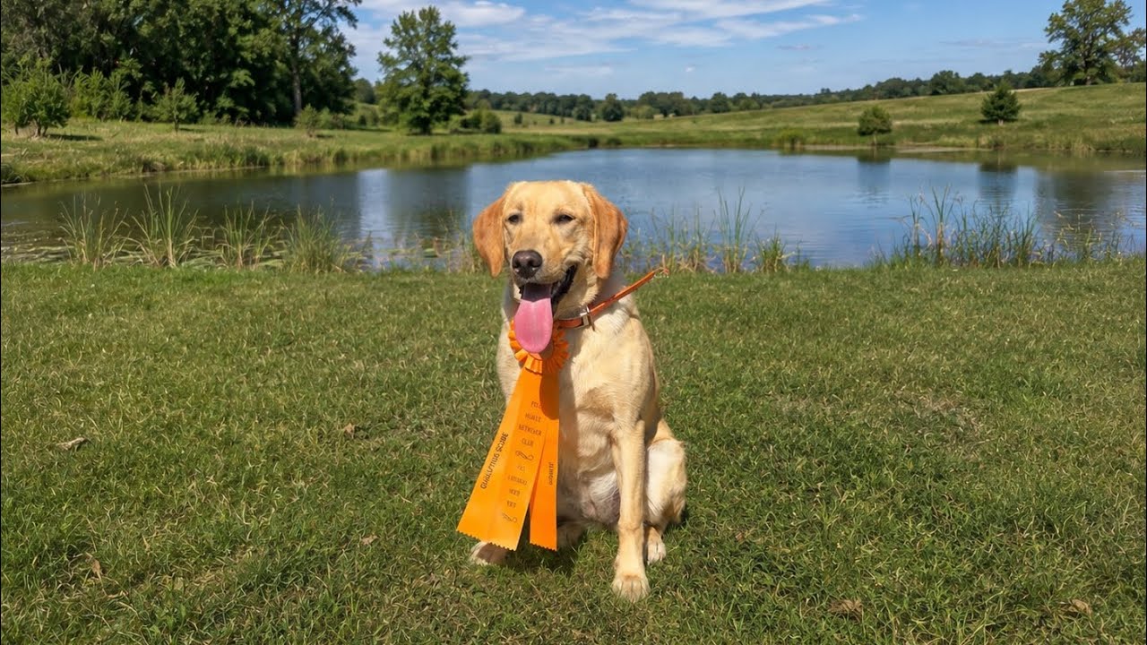 Mouas Hazel AKC junior hunt test. Day 1