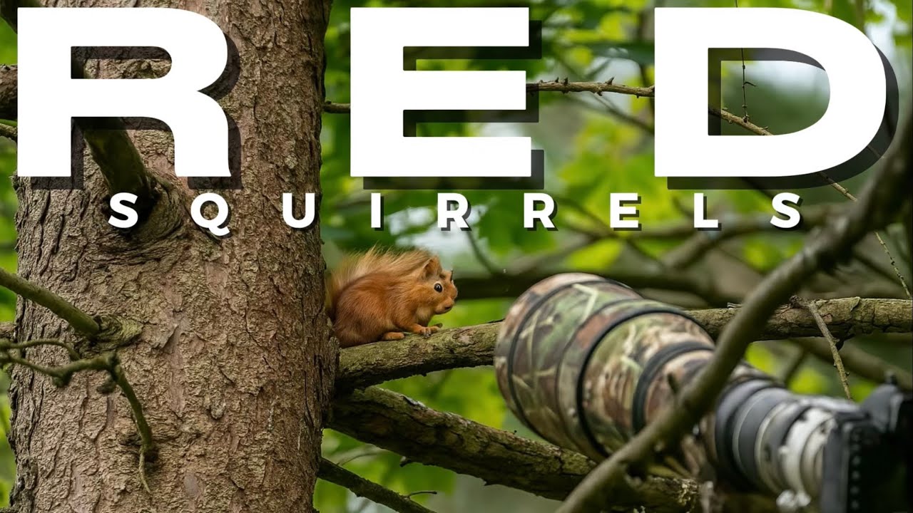 RED SQUIRREL HDDEN GEM SPOT