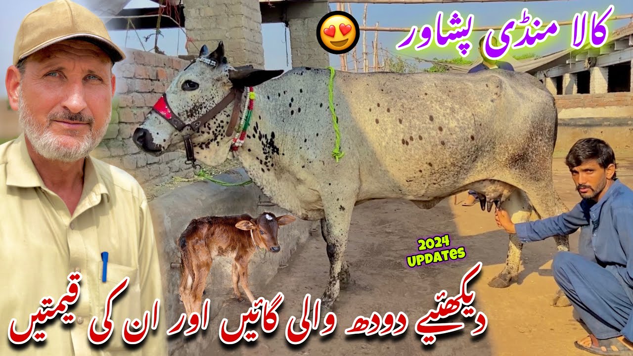 Dairy Milk Cow kala Mandi Peshawar New Updates 2024 | Cow Prices In Pakistan | Khyber Social Tv