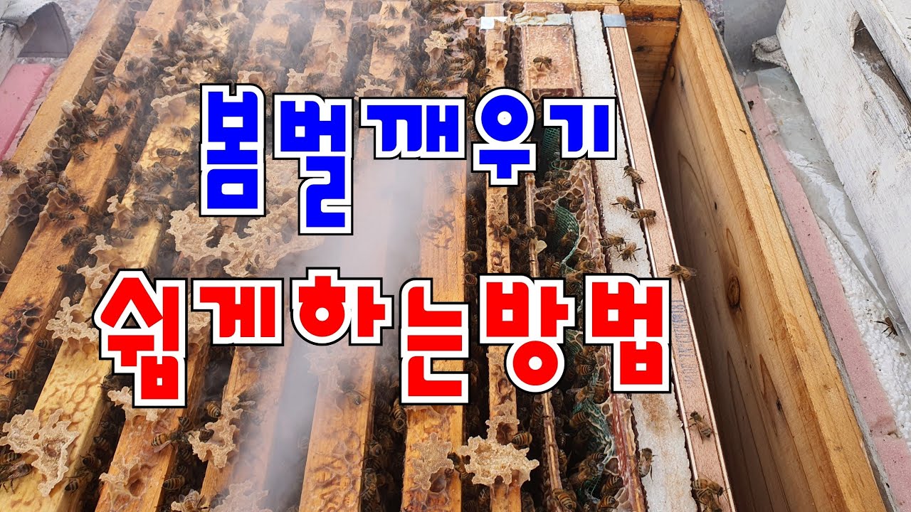 봄벌깨우기유튜브