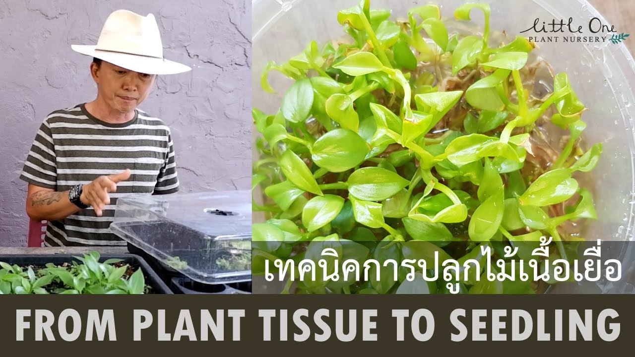 From plant tissue to seedling เทคนิคการปลูกไม้เนื้อเยื่อ