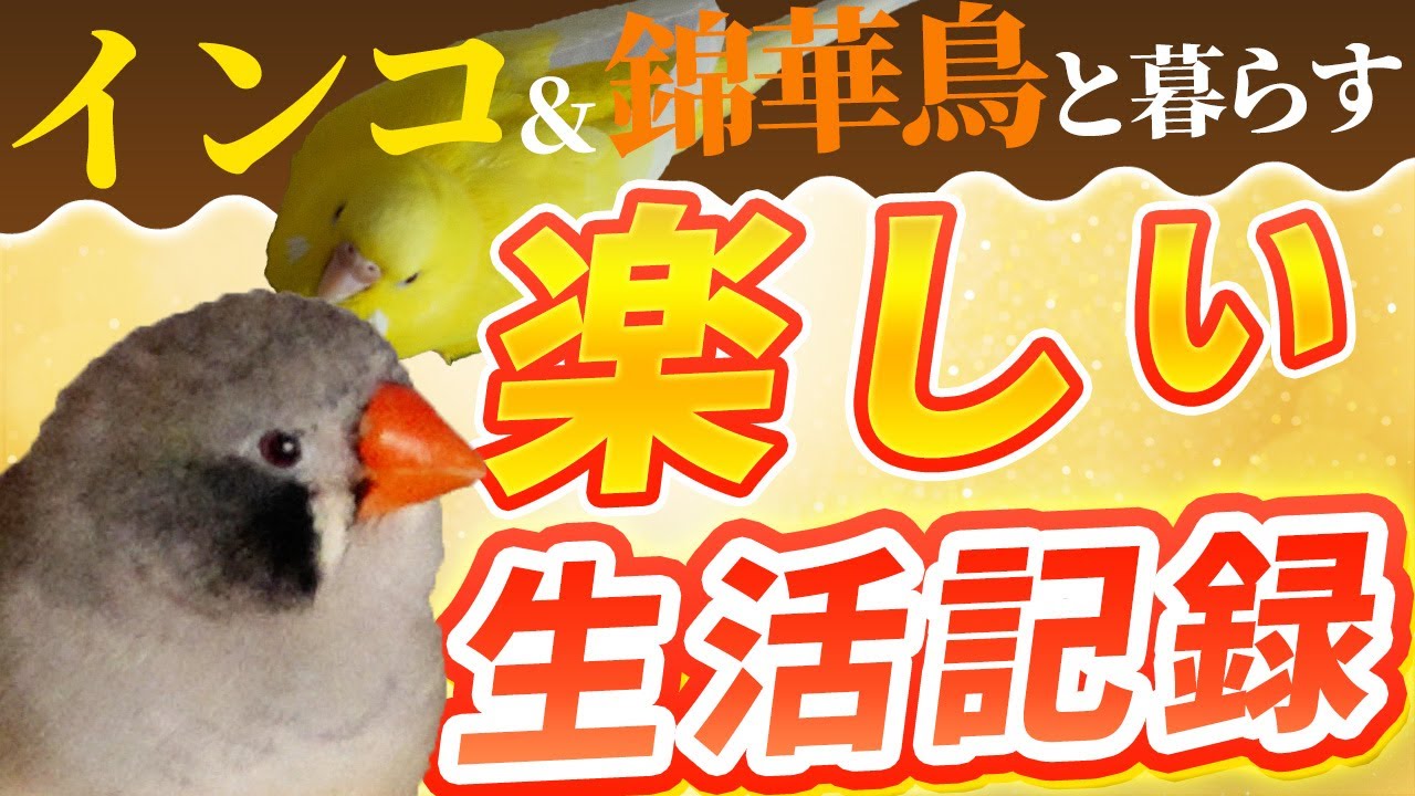 錦華鳥&インコの　楽しい生活記録