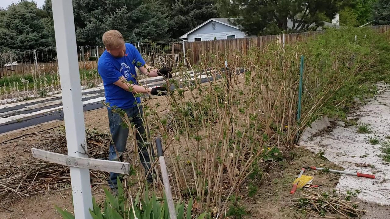 20200425 Pruning Canby Thornless Raspberries