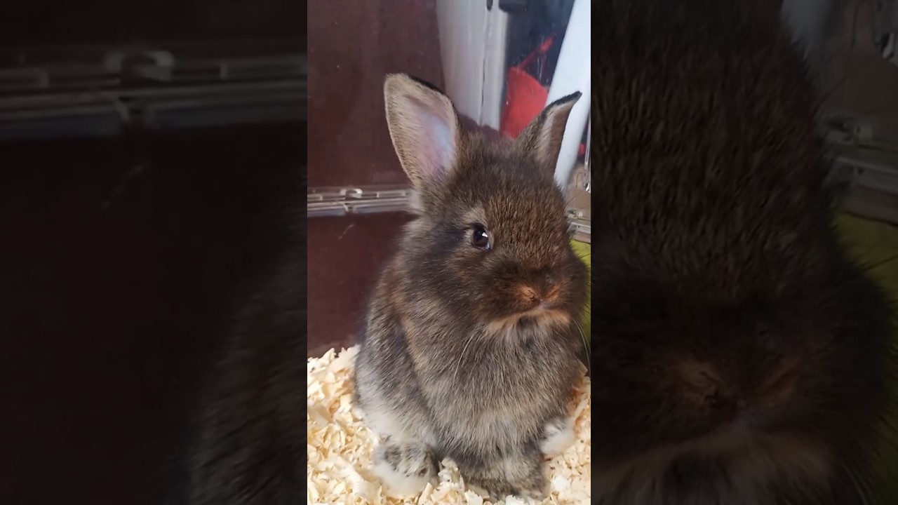 Lionhead rabbit | My name is jeff
