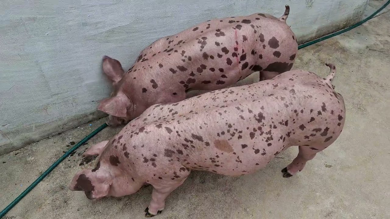 BELGAS DISPONÍVEIS,  ROTA DE ENTREGA | CIEL SUÍNOS 