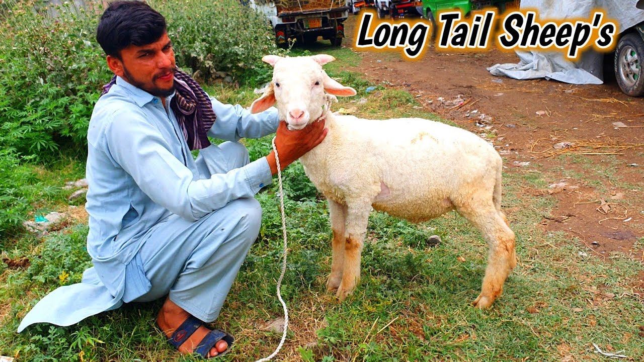 Top Quality Long Tail Gulabi Mandy Cargo All Pakistan 11 May 2024