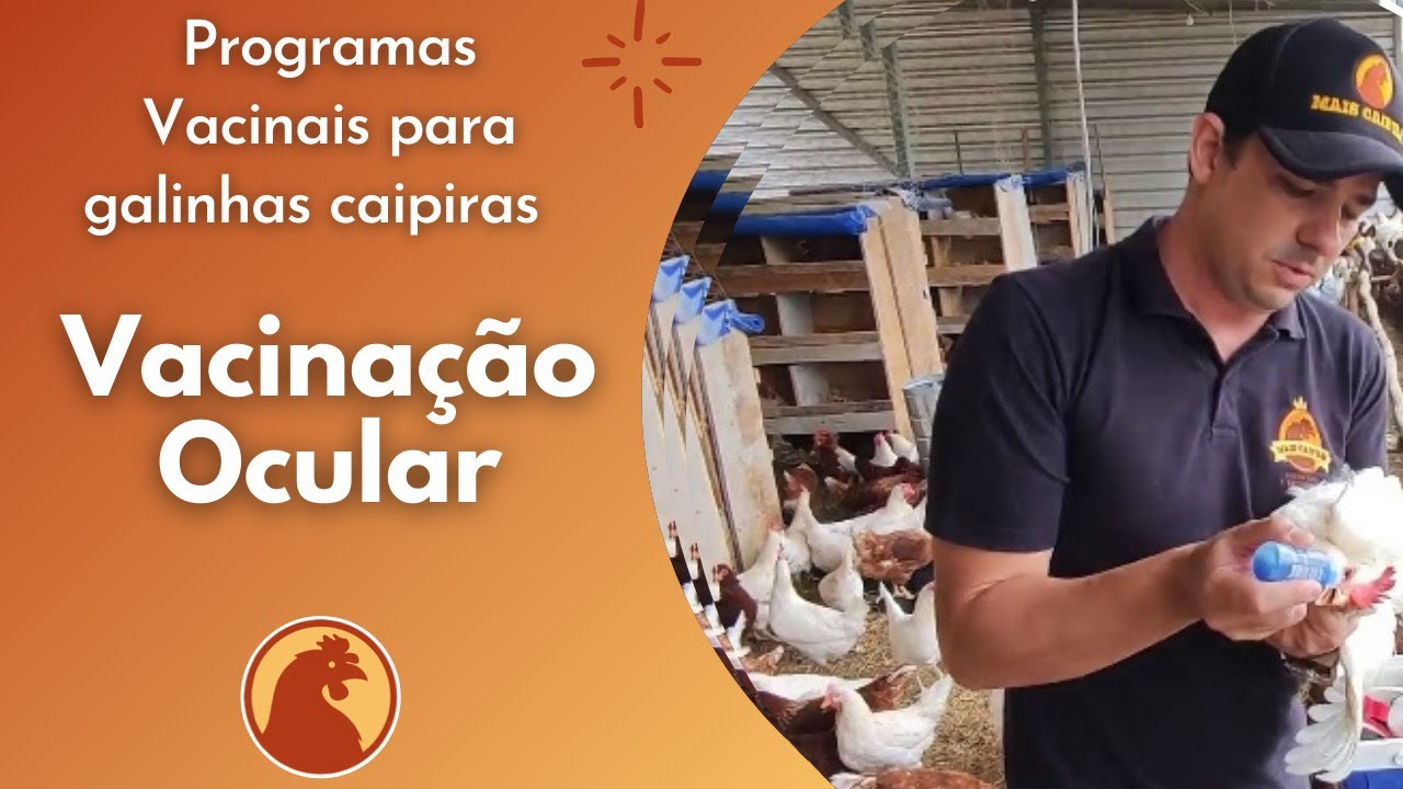 Como fazer a Vacinação Ocular nas suas aves