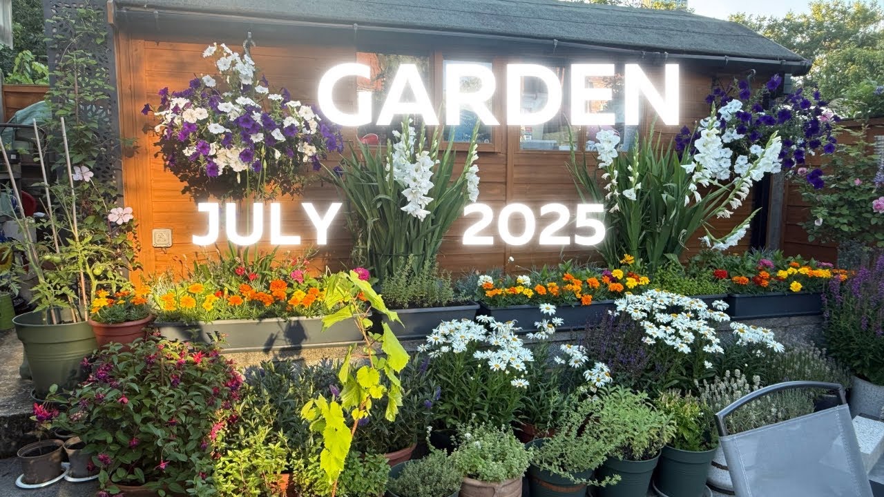 Our garden in London - July 2025