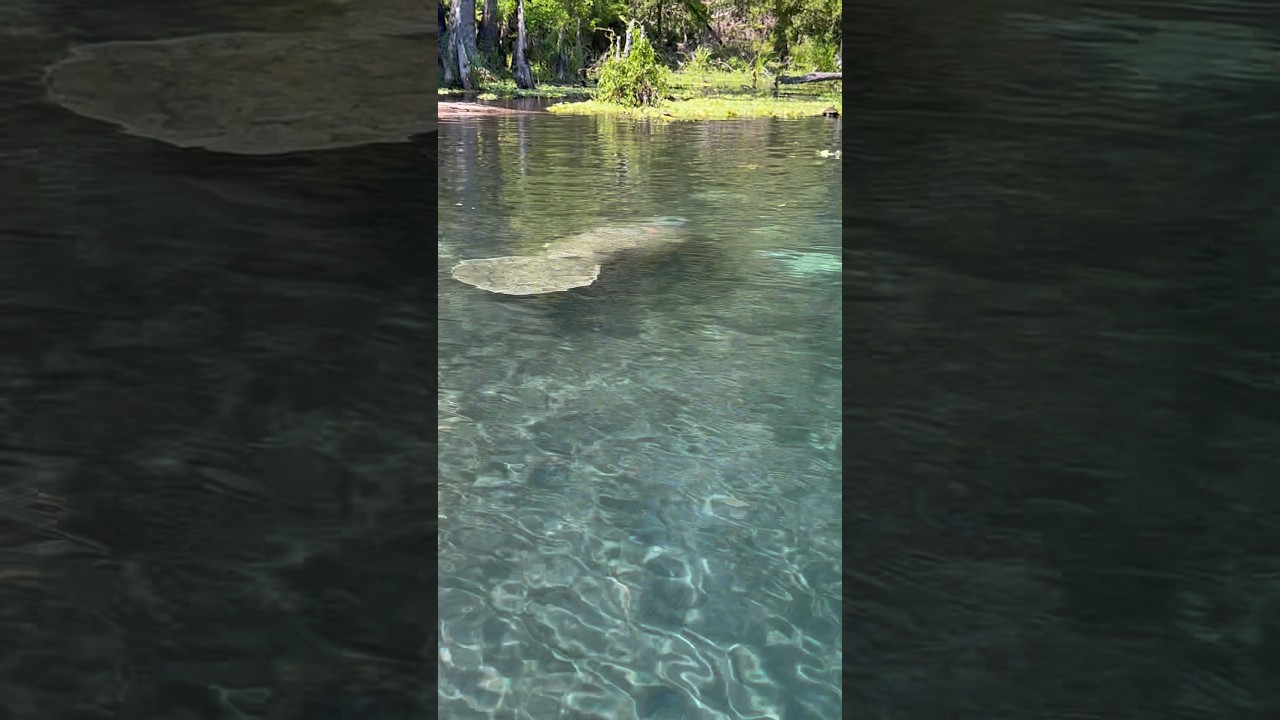 Ichetucknee River 🤩 