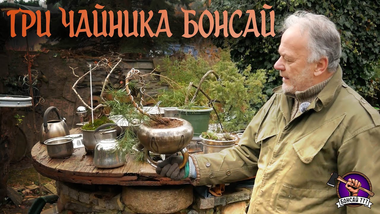 Фусэки или Бонсай в чайнике   #bonsai