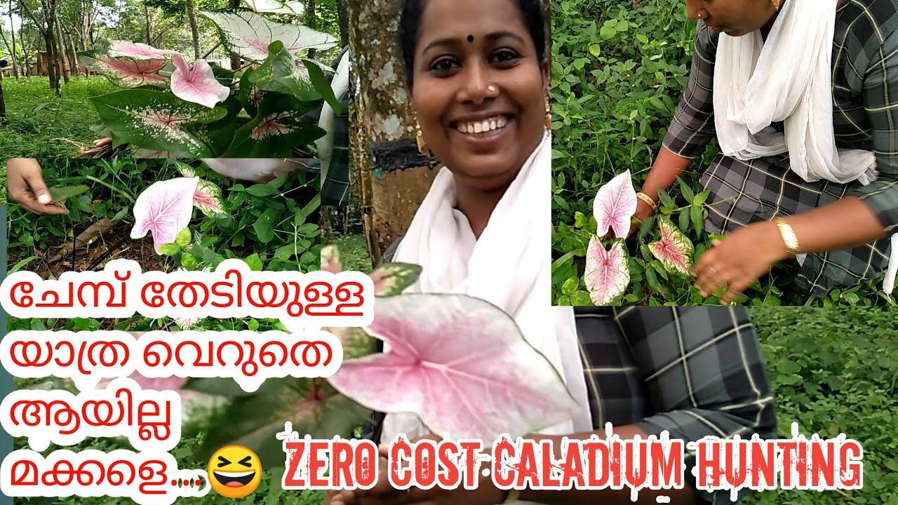 plants hunting malayalam|caladium plants hunting|ചേമ്പ് തേടിയുള്ള യാത്ര|Sinu KG|vlog
