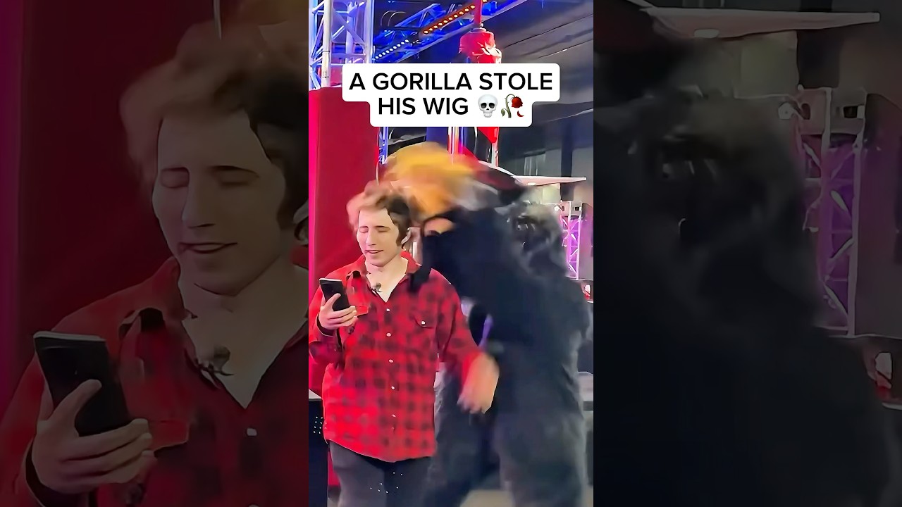 GORILLA STEALS KREEKCRAFT'S WIG... 💀🥀