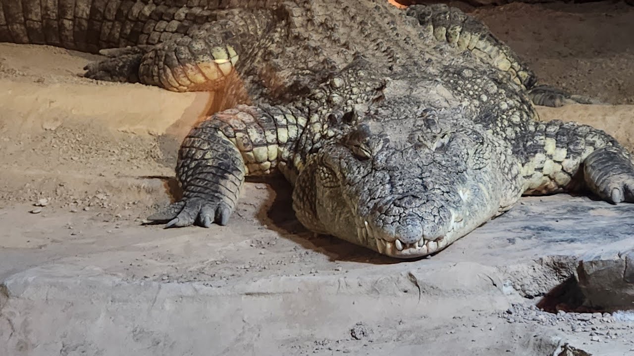 Reptile Zoo part 1 # videos #zoo #subscribe 