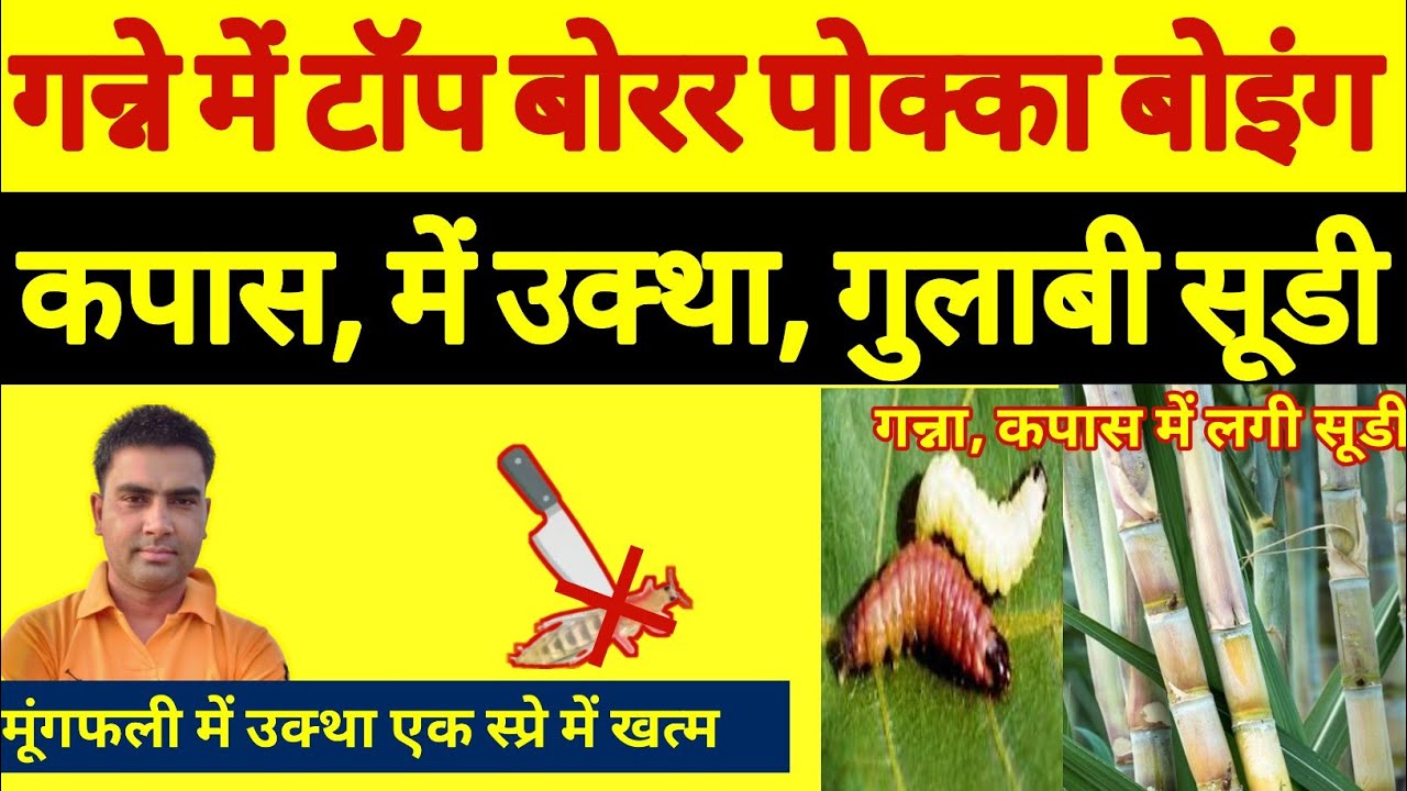 गन्ने + कपास की सूडी का सफल इलाज । sugarcane + cotton । how to control top borrar in sugarcane।