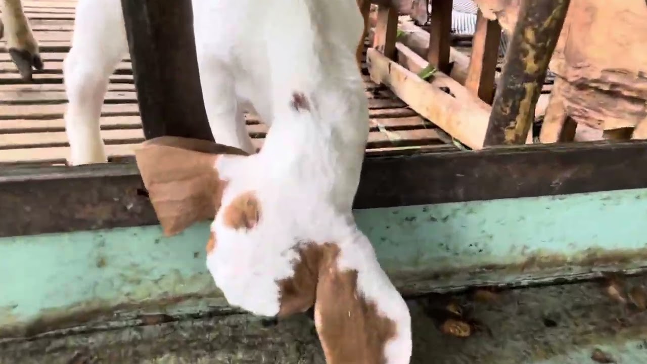 Chuồn nuôi dê của ba mình