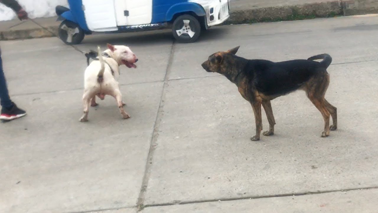 Cuando un PERRO PODEROSO sale a la calle, pasa esto l BullTerrier