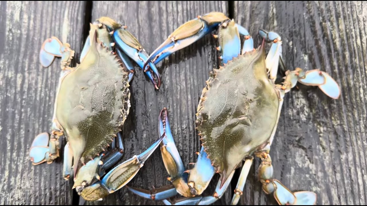 Crabbing New Jersey - Toms river