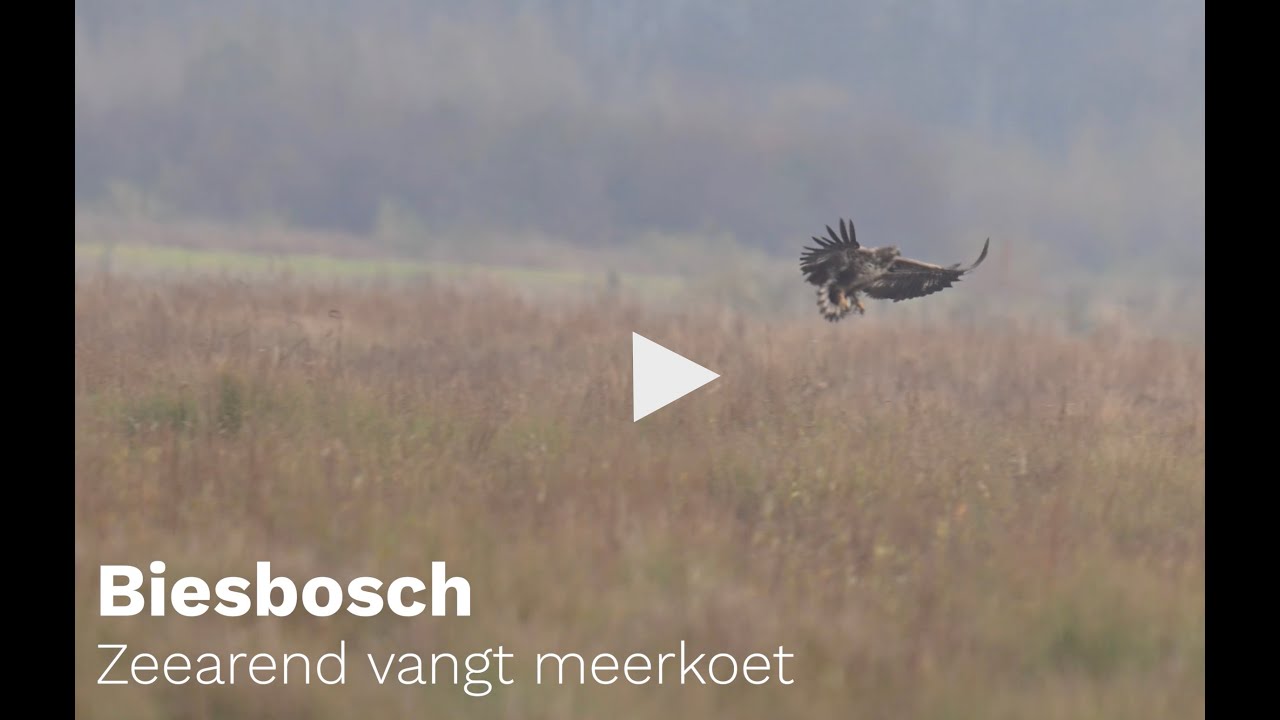 Zeearend vangt meerkoet