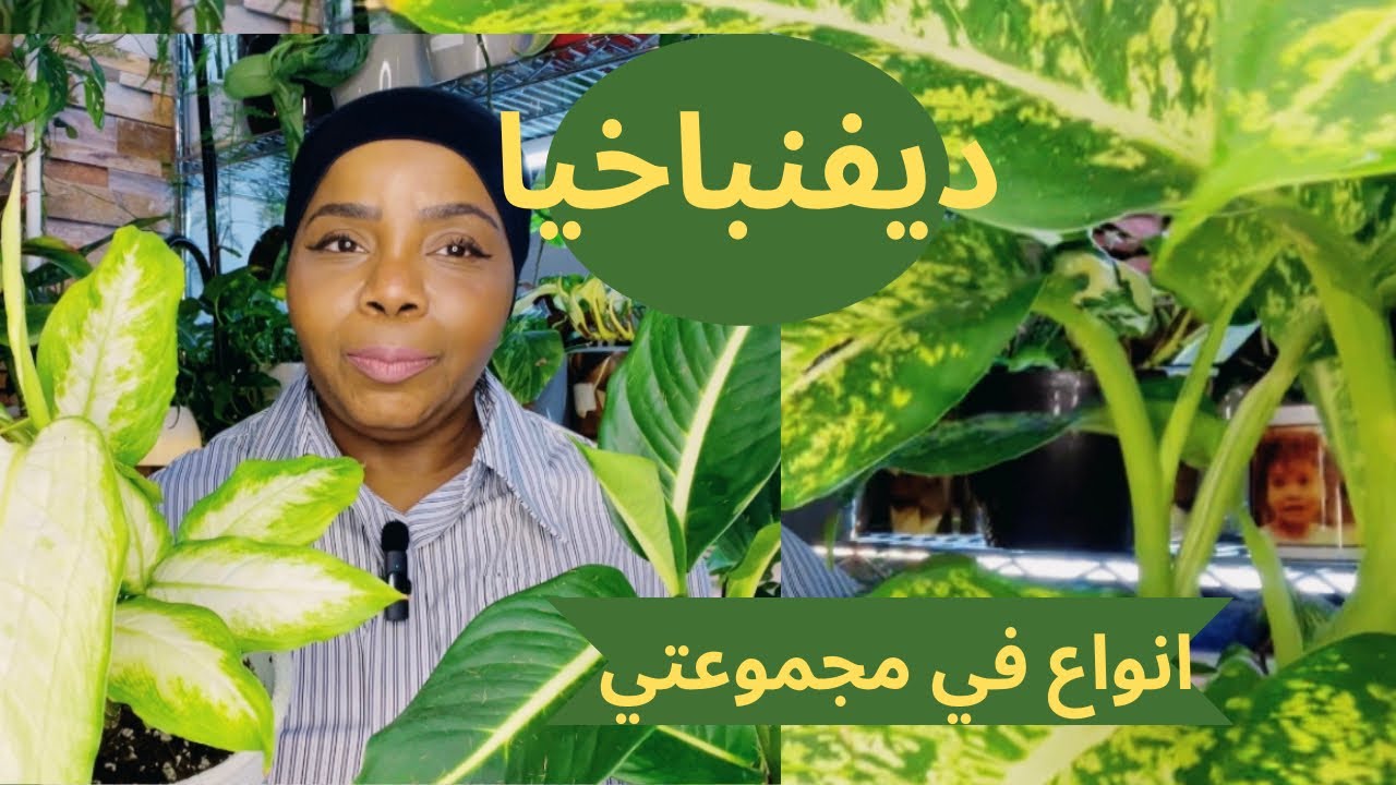 الديفنباخيا انواع في مجموعتي