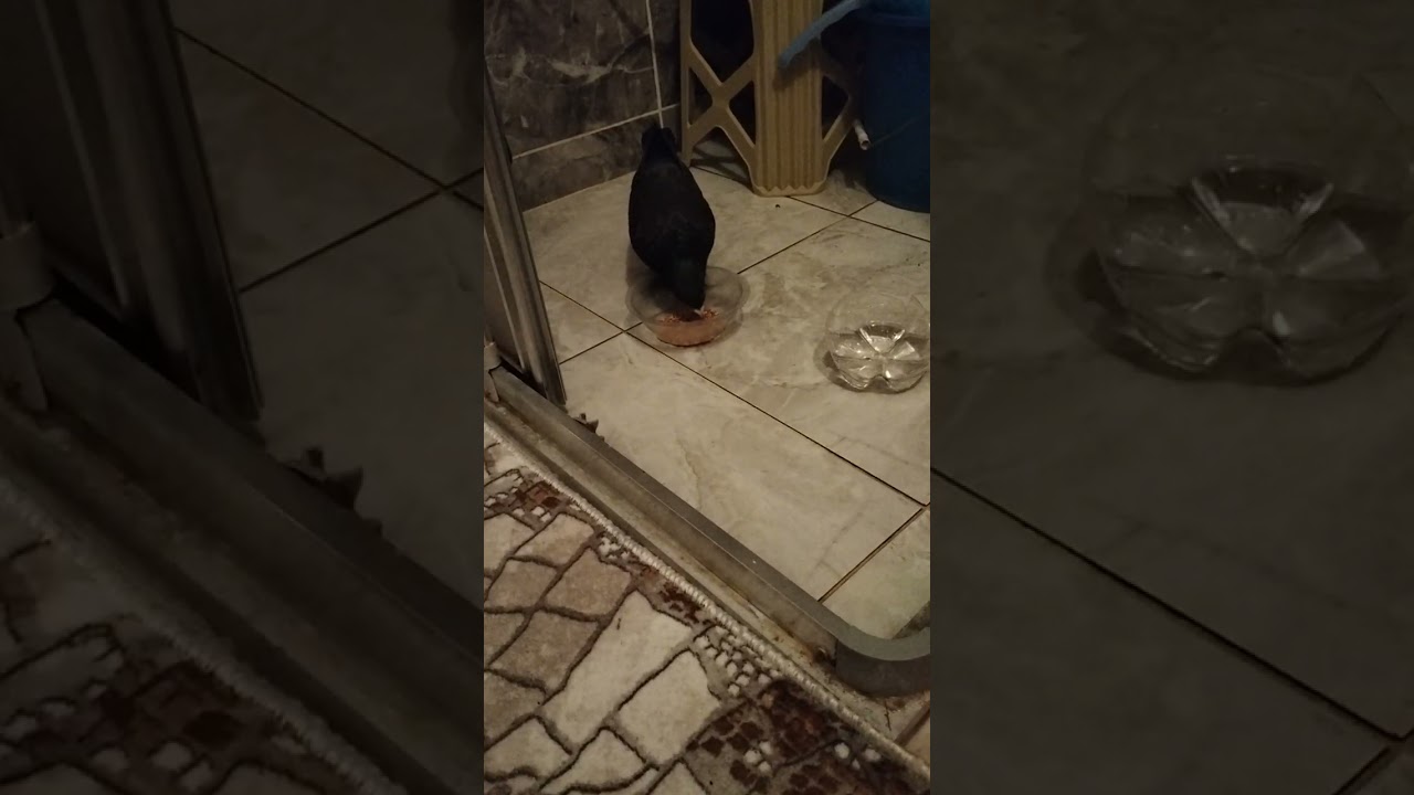 Arap guvercınım kactı