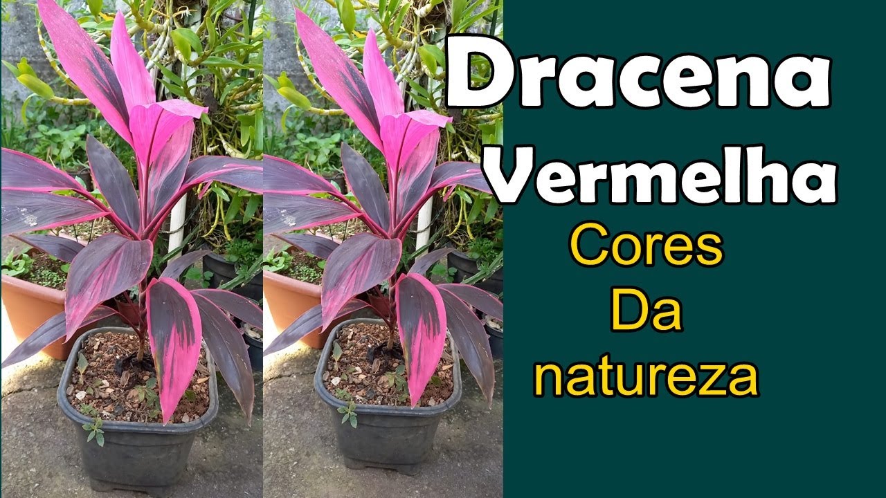 Dracena Vermelha; Cordyline terminalis