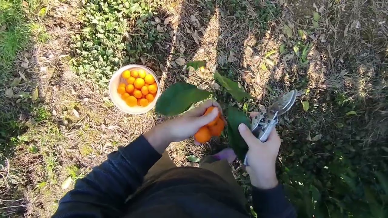 Сбор мандарин в январе