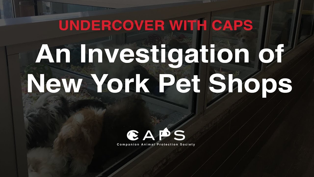 Под прикрытием с CAPS: Расследование зоомагазинов Нью-Йорка | S1130 / A4283 | #AdoptDontShop