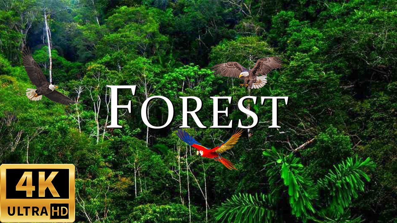 Forest 4k - The World’s Largest Tropical Rainforest | Relaxation Film with Calming Music