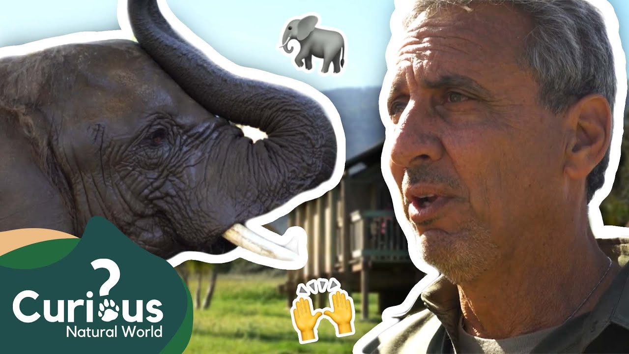 Come Inside The Elephant Enclosure At Charlie Sammut’s Monterey Zoo! | Curious?: Natural World